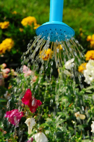 咲く花のベッドの上に青色の水まき缶から注ぐ水 — ストック写真