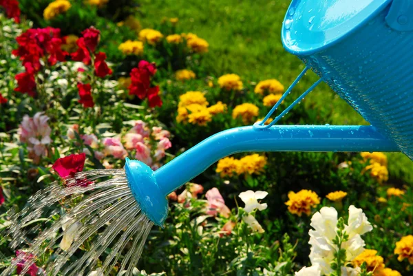 Wylewanie Wody Niebieski Konewka Kwitnący Kwiat Łóżko — Zdjęcie stockowe