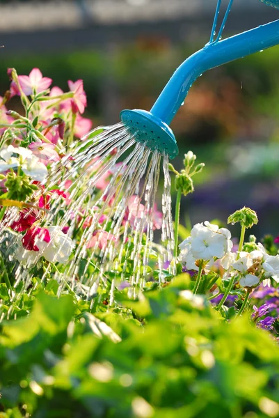 Water Pouring Blue Watering Can Blooming Flower Bed — Stock Photo, Image