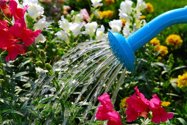 Çiçek sulama — Stok fotoğraf