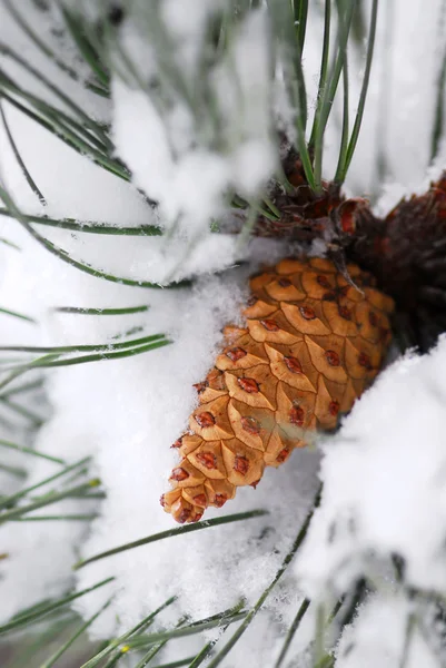 Snowy pine cone — Stock Photo, Image