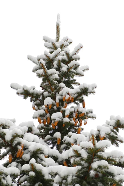 Snötäckta Spruce Trädet Med Kottar Isolerad Vit Bakgrund — Stockfoto