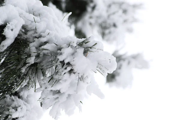 Pinheiro de inverno — Fotografia de Stock