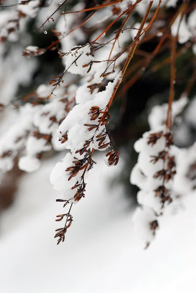 Śnieg gałęzie — Zdjęcie stockowe