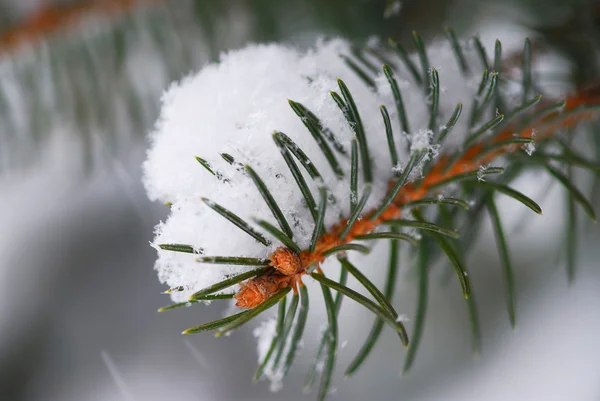 Gran gren med snö — Stockfoto