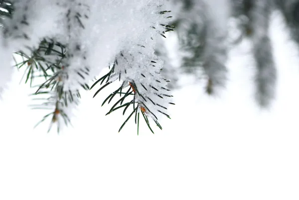 白い背景と クリスマスの境界線上に分離されてふわふわの雪で覆われた冬のトウヒの木の枝 — ストック写真