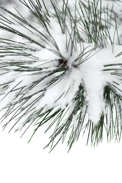 Macro Van Een Tak Van Pine Bedekt Met Sneeuw Enkele — Stockfoto