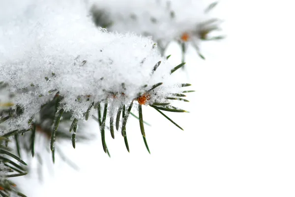 Winter Background Snowy Fir Branch Single Snowflakes Visible Full Size — Stock Photo, Image