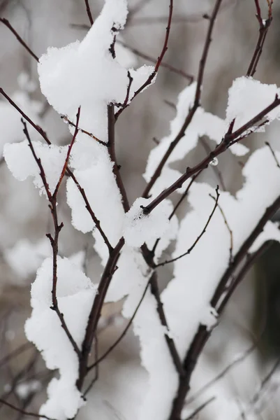 Χιονοσκέπαστο Κλάδους Δέντρων Στο Πάρκο Του Χειμώνα — Φωτογραφία Αρχείου