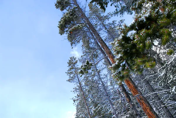 Winter pijnbomen — Stockfoto