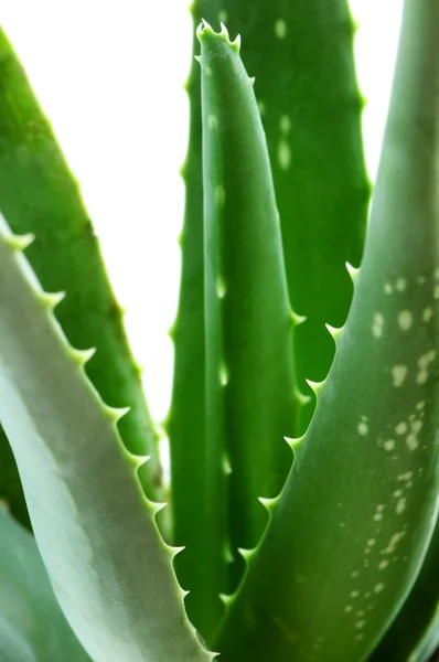 Aloesu — Zdjęcie stockowe
