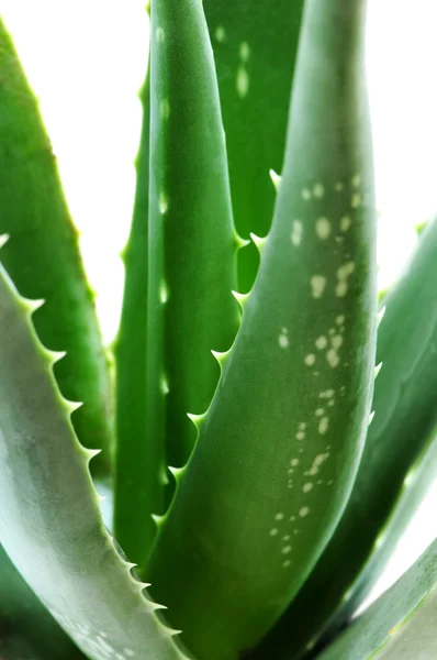 Zielone Liście Aloesu Bliska — Zdjęcie stockowe