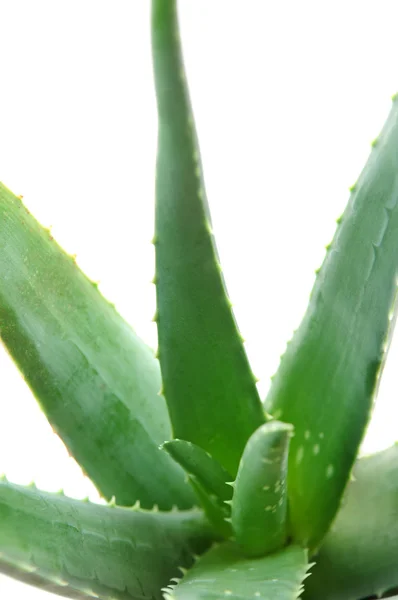 Zielone Liście Aloesu Makro Białym Tle — Zdjęcie stockowe