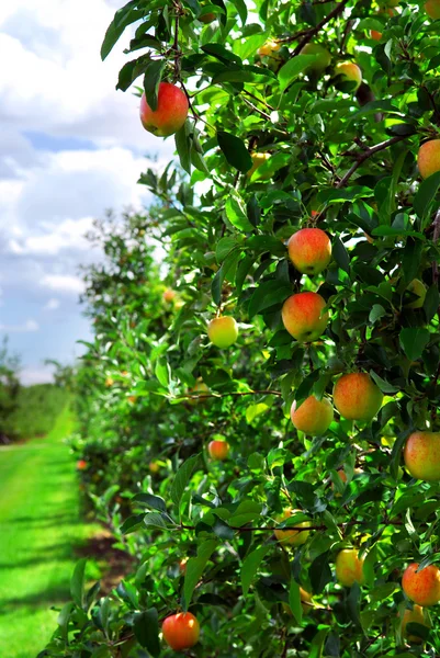 Яблуневий сад — стокове фото