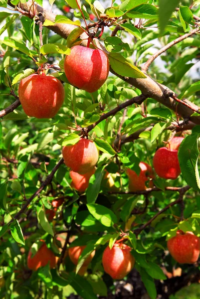 赤い熟したリンゴ果樹園でリンゴの木枝 — ストック写真
