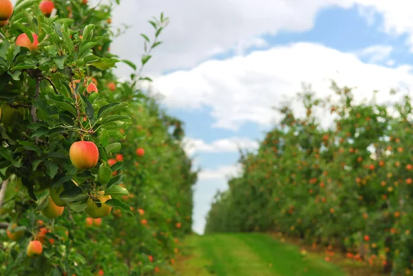 Vörös Érett Alma Apple Fák Ágai Gyümölcsös — Stock Fotó