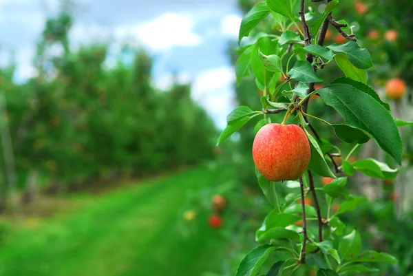 Elma bahçesi — Stok fotoğraf
