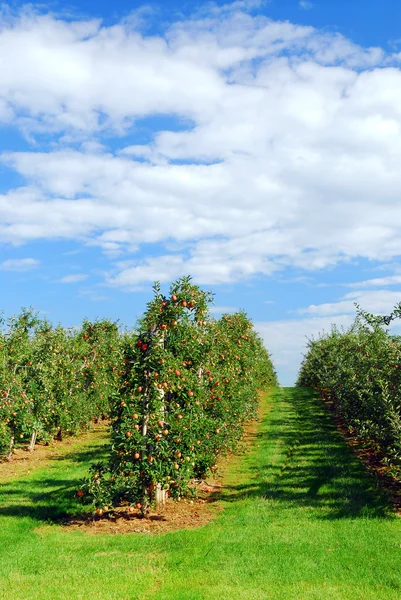 Apfelgarten Mit Roten Reifen Äpfeln Unter Strahlend Blauem Himmel — Stockfoto