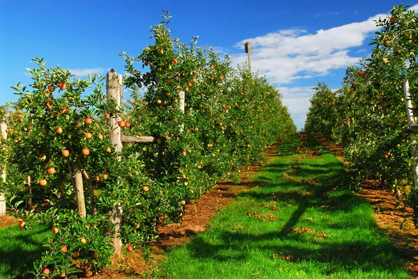 Яблуневий сад — стокове фото