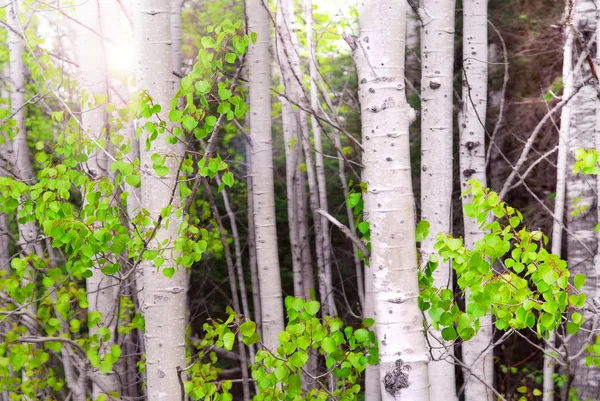 Aspen Törzsét Ligetben Napfény Természetes Háttere — Stock Fotó