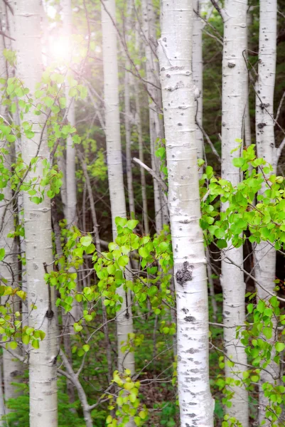 Natuurlijke Achtergrond Van Aspen Boomstammen Het Voorjaar Met Zonlicht — Stockfoto