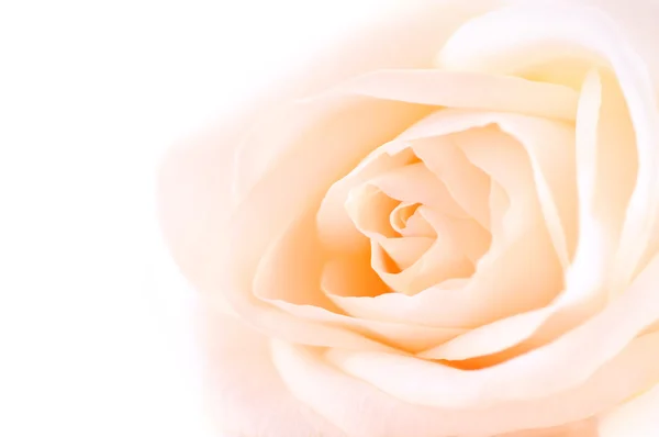 Нежный Высокий Ключ Бежевый Макро Розы Белом Фоне — стоковое фото