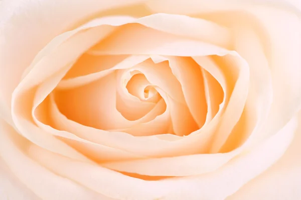 Delicado Alta Chave Bege Rosa Macro Floral Fundo — Fotografia de Stock