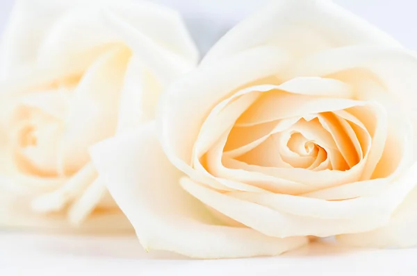 Dos Delicadas Rosas Beige Alta Llave Macro —  Fotos de Stock