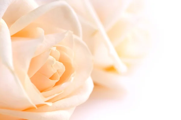 繊細なベージュ色のバラ — ストック写真