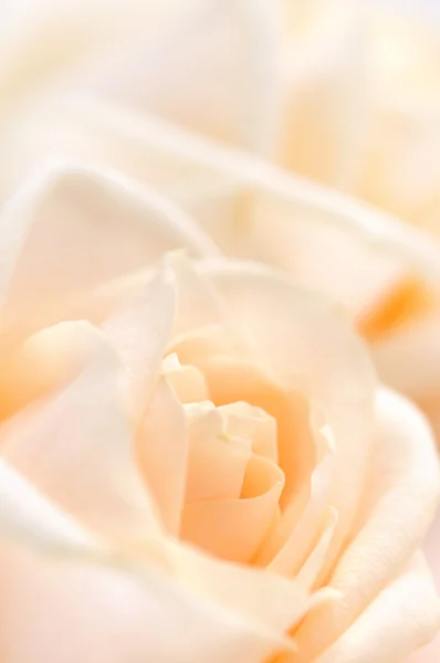 Sfondo Floreale Due Delicate Rose Beige Alta Tonalità Macro — Foto Stock