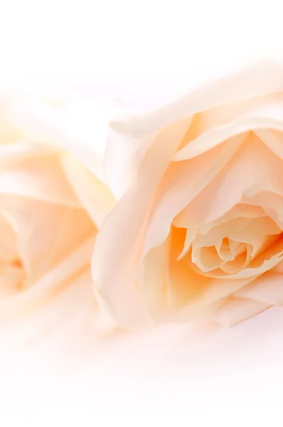 Fondo Floral Dos Delicadas Rosas Beige Alta Tonalidad Macro — Foto de Stock