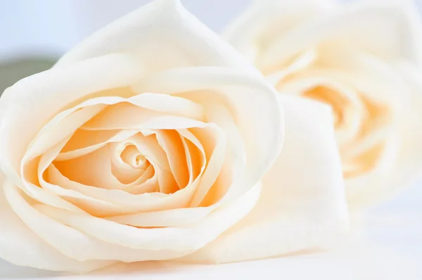 Delicate beige rozen — Stockfoto