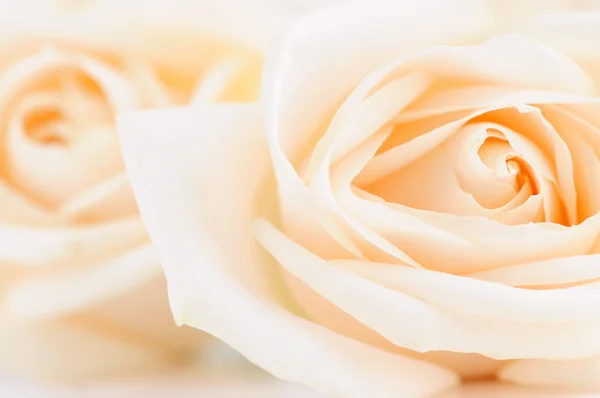 Finom, bézs színű rózsák — Stock Fotó