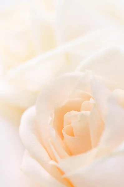 Zarte Hohe Schlüssel Beige Rosen Makro Floralen Hintergrund — Stockfoto