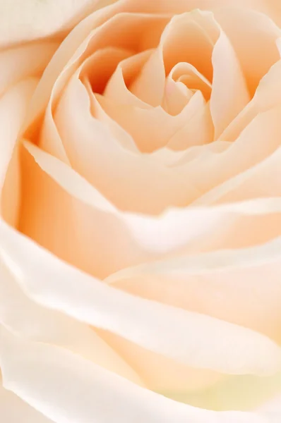 Rosa beige — Foto Stock