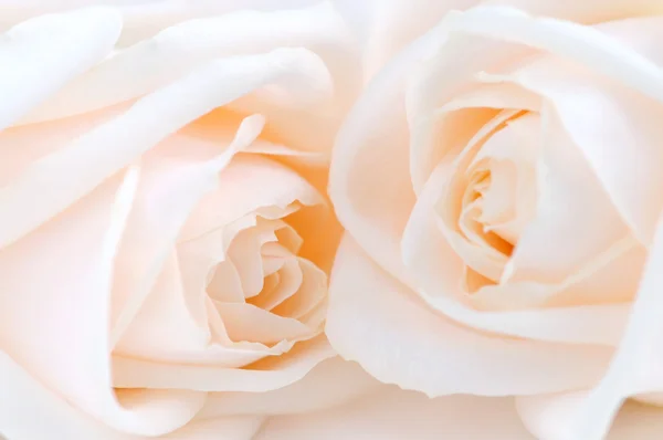 Rosas beige — Foto de Stock