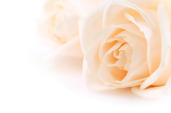 Blumiger Hintergrund Von Zwei Zarten Beigen Rosen Auf Weißem Makro — Stockfoto