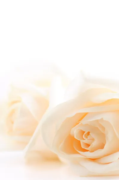 Fondo de rosas beige — Foto de Stock
