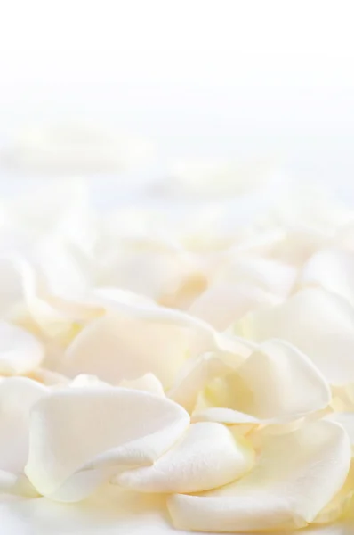 新鲜白色玫瑰花瓣的抽象背景 — 图库照片