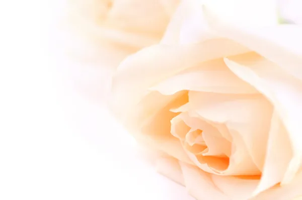 Beige roses — Stock Photo, Image