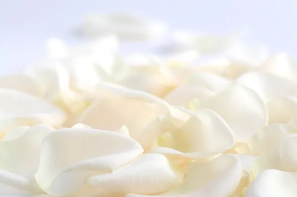 新鲜苍白玫瑰花瓣的抽象背景 — 图库照片