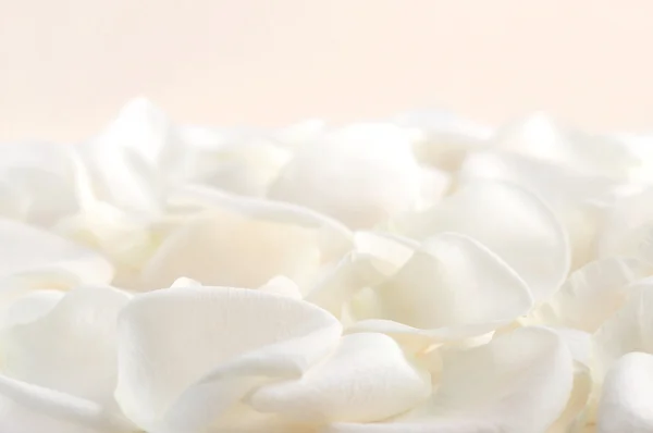 Wit roze bloemblaadjes — Stockfoto
