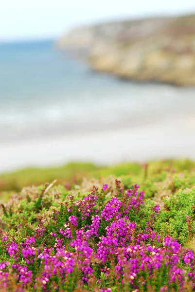 Brittany Fransa Atlantik Okyanusu Sahilinde Çiçeklenme Heather — Stok fotoğraf