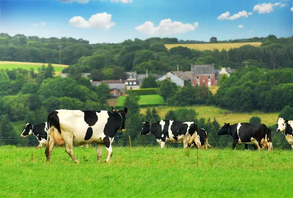 Cows in a pasture — Stock Photo, Image