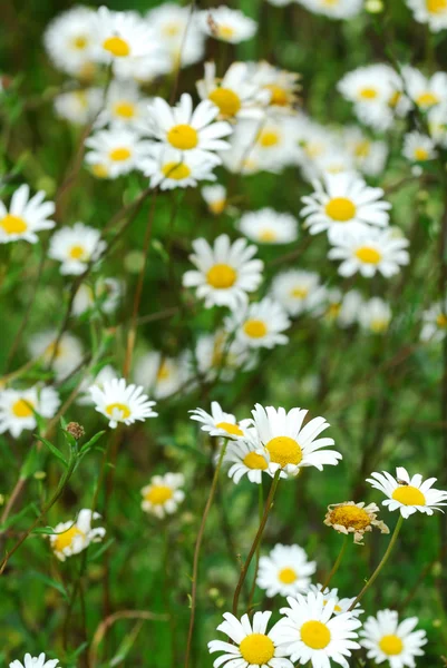 Білі Дикі Ромашки Цвітуть Літньому Лузі — стокове фото