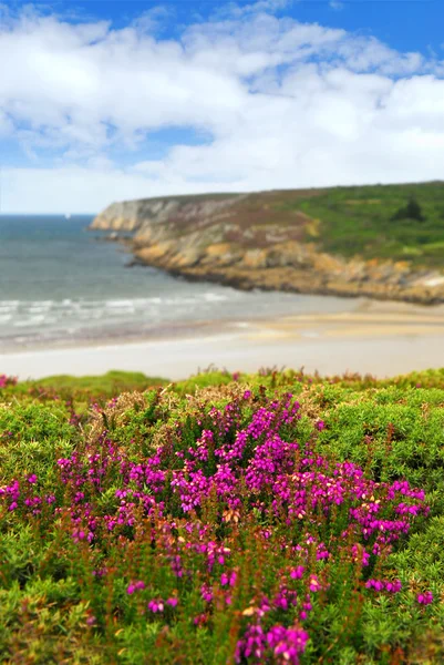 Heather Blooming Altantic Coast Brittany France — Stock Photo, Image