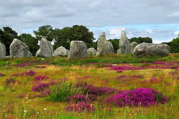 先史時代の巨石モニュメント メンヒル カルナック地区ブルターニュでは フランスの間で咲くヘザー — ストック写真