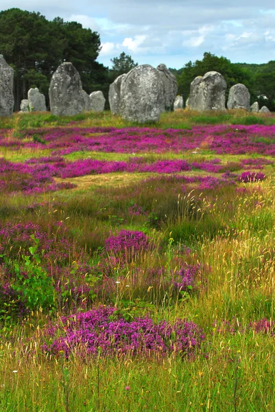 Heather Blooming Prehistoric Megalithic Monuments Menhirs Carnac Area Brittany France — Stock Photo, Image