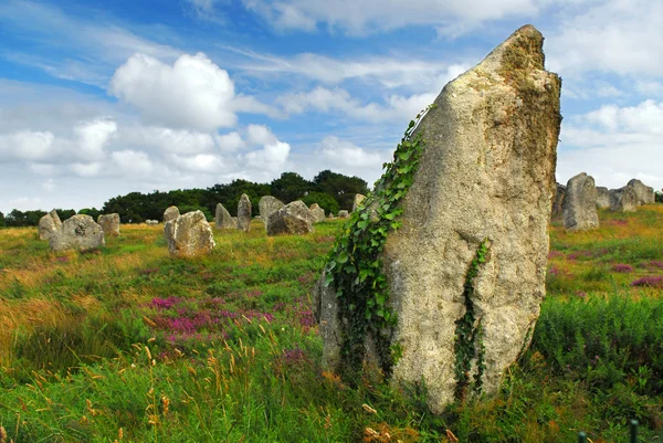 Green Vines Prehistoric Megalithic Monuments Menhirs Carnac Area Brittany France — Stock Photo, Image
