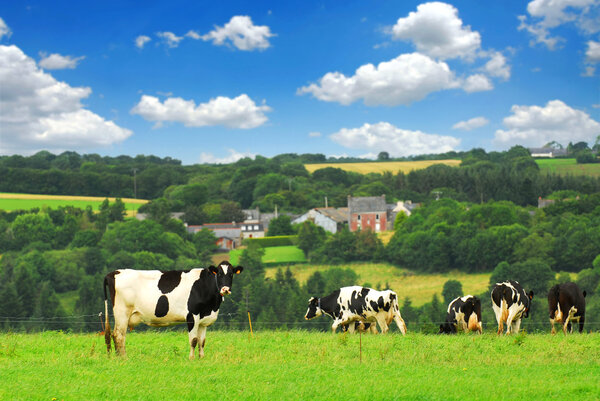 Cows grazing on a green pasture in rural Brittany, France